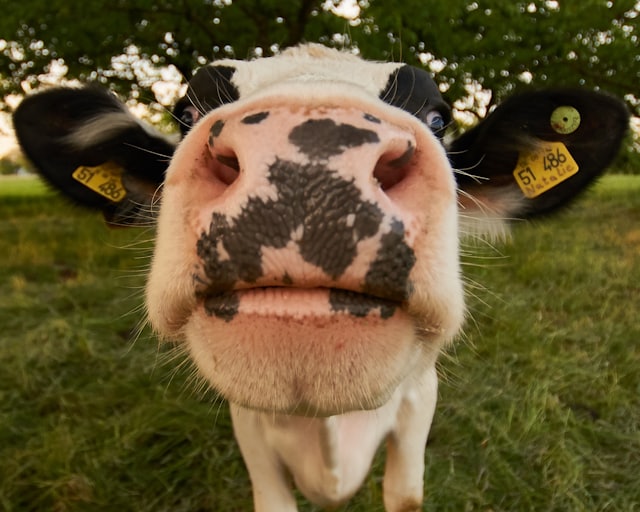 Nutrición animal